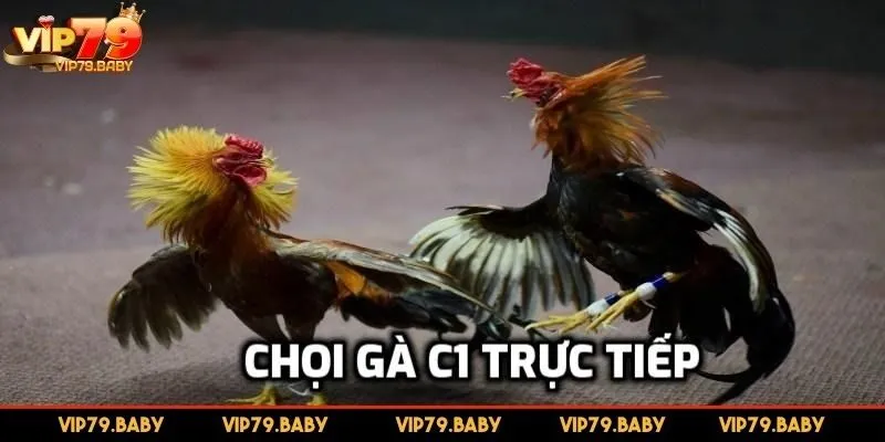 Tổng quan về hình thức đá gà trực tiếp C1