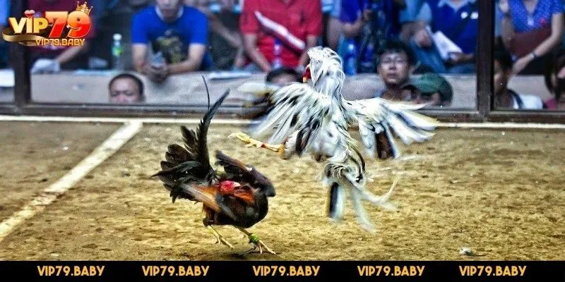 Kèo Meron - Cược cho chiến kê đội nhà