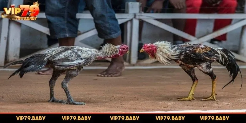 Quy mô khủng của đấu trường này